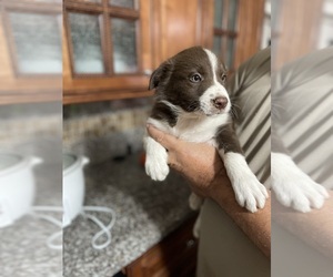 Border Collie Puppy for sale in MIAMI, FL, USA