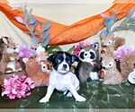 Small #8 Chihuahua