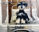 Small Photo #11 Schnauzer (Miniature) Puppy For Sale in COOKEVILLE, TN, USA