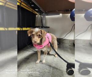 Chihuahua-Unknown Mix Dogs for adoption in San Antonio, TX, USA