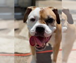 Small #7 Bull-Boxer