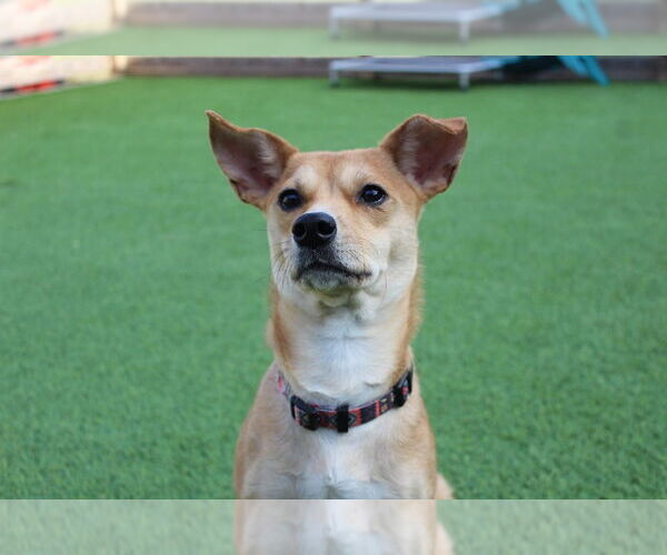 Medium Photo #1 Chihuahua-Unknown Mix Puppy For Sale in Chestertown, MD, USA