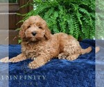 Small #3 Goldendoodle (Miniature)