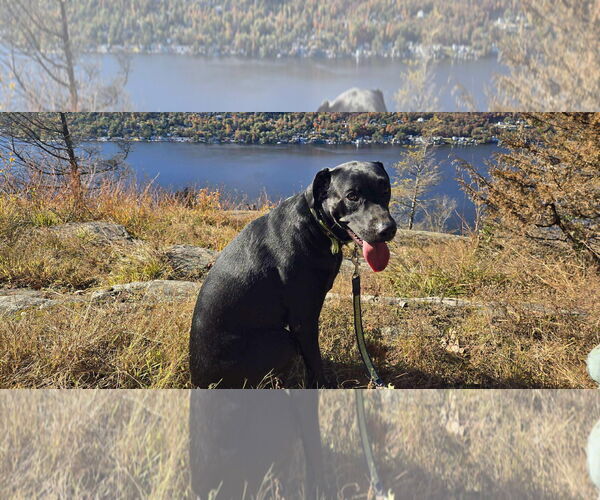 Medium Photo #1 Mutt Puppy For Sale in Westwood, NJ, USA