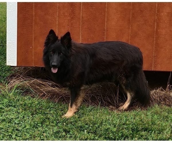 Medium Photo #1 German Shepherd Dog Puppy For Sale in COUCH, MO, USA