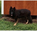 Small Photo #1 German Shepherd Dog Puppy For Sale in COUCH, MO, USA