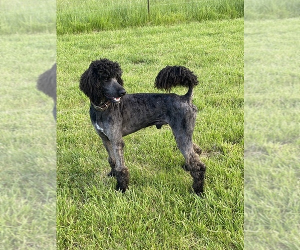 Medium Photo #1 Poodle (Standard) Puppy For Sale in PLEASANT HILL, MO, USA