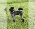 Small Photo #1 Poodle (Standard) Puppy For Sale in PLEASANT HILL, MO, USA