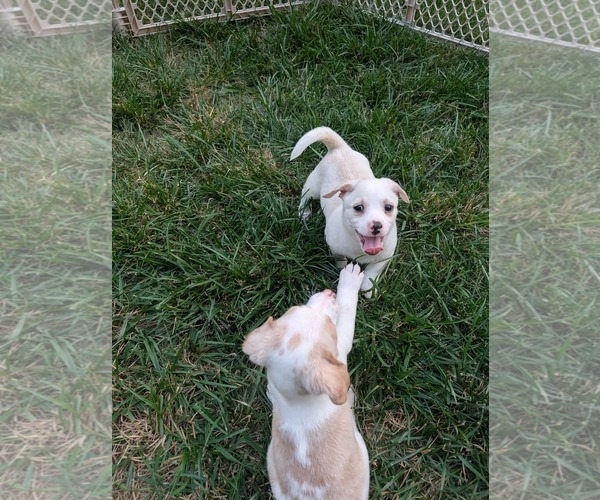 Medium Photo #8 Jack Chi Puppy For Sale in Holly Springs, NC, USA