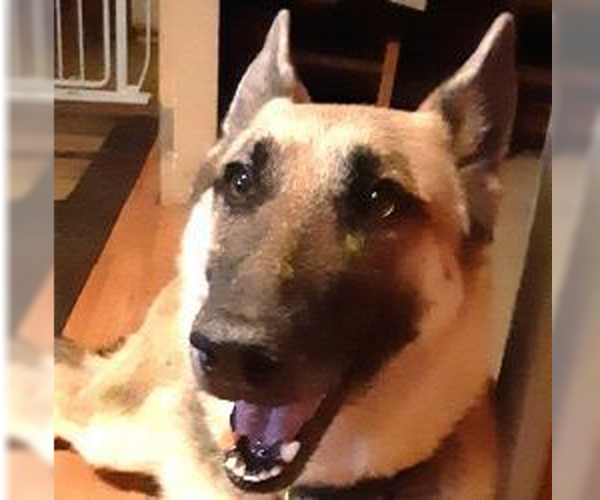 Medium Photo #3 German Shepherd Dog Puppy For Sale in Cupertino, CA, USA