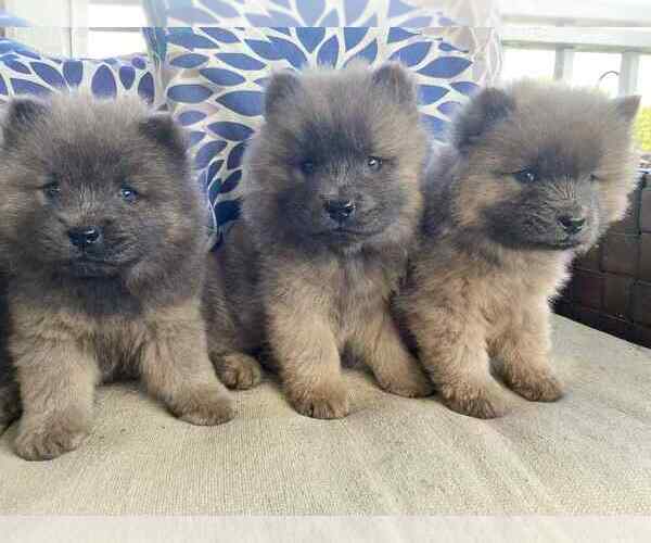 Medium Photo #2 Chow Chow Puppy For Sale in EFFINGHAM, SC, USA