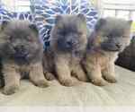 Small #1 Chow Chow