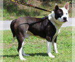 Small #2 American Pit Bull Terrier Mix