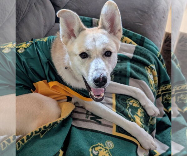 Medium Photo #1 Huskies -Unknown Mix Puppy For Sale in Fargo, ND, USA