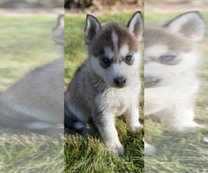 Siberian Husky Puppy for sale in RENO, NV, USA
