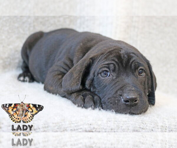 Medium Photo #3 Mutt Puppy For Sale in Wakefield, RI, USA