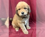 Puppy Boy  1 Tibetan Mastiff