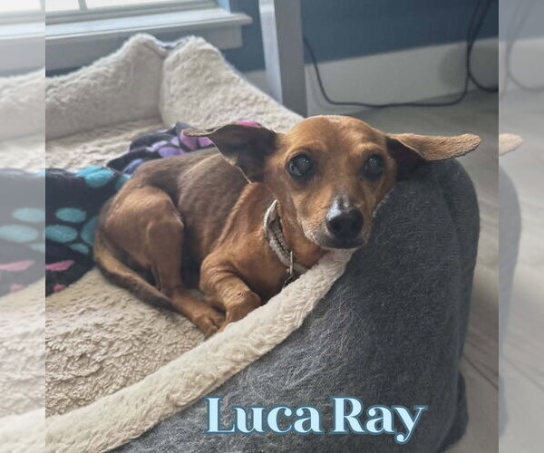 Medium Photo #8 Chiweenie Puppy For Sale in San Antonio, TX, USA