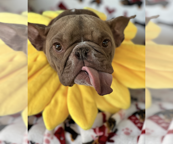 Medium Photo #2 French Bulldog Puppy For Sale in Weston, FL, USA