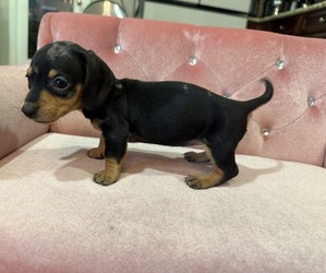 Dachshund Puppy for sale in WEBSTER, FL, USA