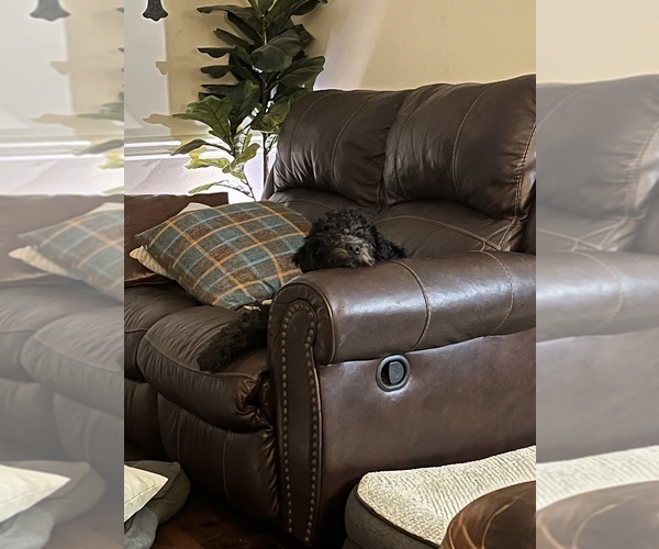 Medium Photo #8 Aussiedoodle-Labradoodle Mix Puppy For Sale in DAPHNE, AL, USA