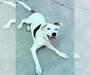 Pointer-Unknown Mix Dogs for adoption in Sacramento, CA, USA