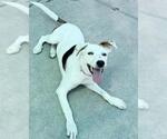Small Pointer Mix