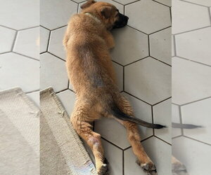 Angel- Located in California - Male Mutt Dog for Adoption - Photo #2