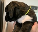 Small Photo #4 Boxer Puppy For Sale in WILMINGTON, NC, USA