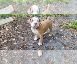 American Bully Puppy for sale in SUMTERVILLE, FL, USA