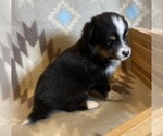Small #4 Shel-Aussie