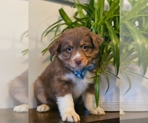 Australian Shepherd Puppy for sale in INDIANAPOLIS, IN, USA
