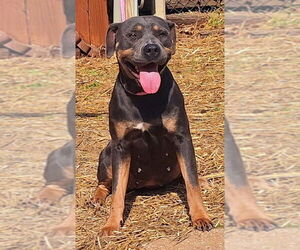 American Pit Bull Terrier-Unknown Mix Dogs for adoption in Wetumpka, AL, USA