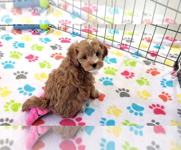 Medium Photo #13 Cavapoo (Miniature)-Poodle (Toy) Mix Puppy For Sale in ORO VALLEY, AZ, USA