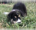 Small Photo #6 Australian Shepherd Puppy For Sale in LEXINGTON, NC, USA