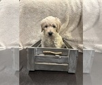Puppy Rose Goldendoodle
