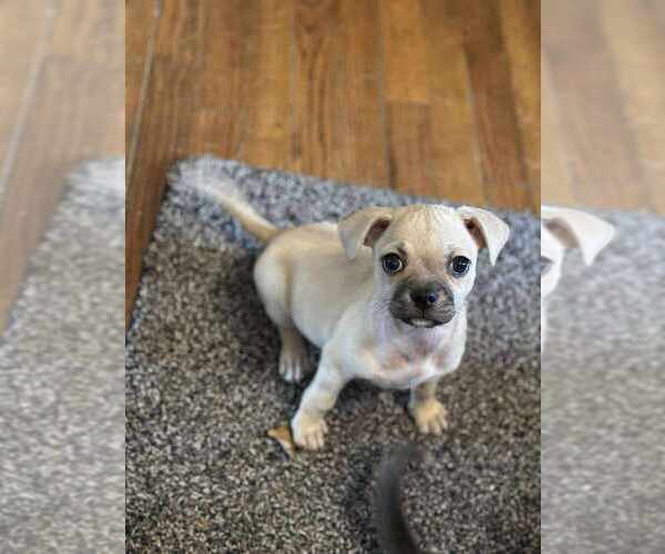 Medium Photo #3 Chug Puppy For Sale in Brewster, NY, USA