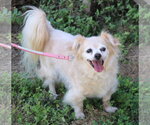 Small Papillon Mix