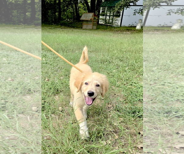 Medium Photo #7 Great Pyrenees Puppy For Sale in Spring, TX, USA
