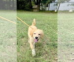 Small #6 Great Pyrenees