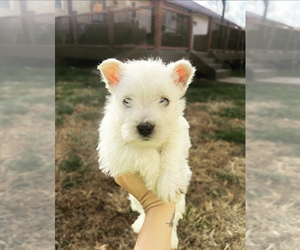 West Highland White Terrier Puppy for sale in HAWESVILLE, KY, USA