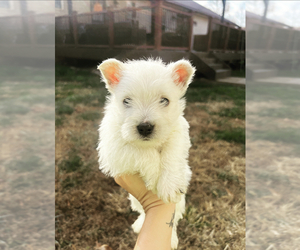 Medium West Highland White Terrier