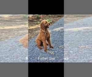 Father of the Goldendoodle puppies born on 04/09/2022