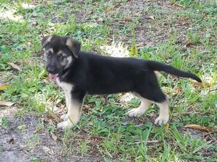 German Shepherd Dog Puppy for sale in BOCA RATON, FL, USA