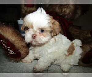 Shih Tzu Puppy for sale in SOUTH BEND, IN, USA