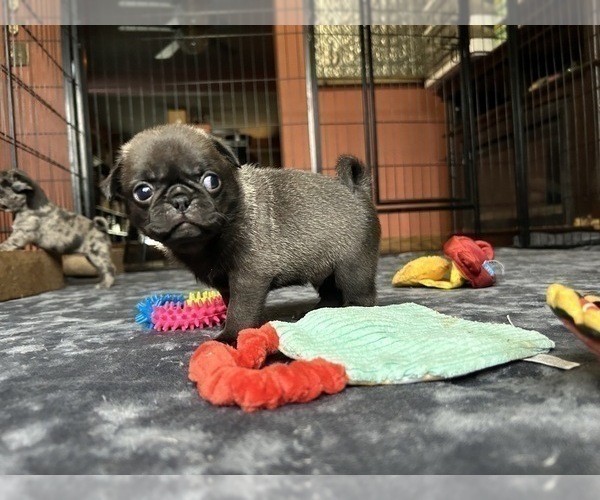 Medium Photo #10 Pug Puppy For Sale in BLOOMINGTON, IL, USA