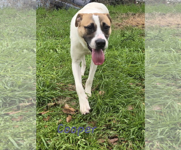 Medium Photo #2 Mutt Puppy For Sale in Jackson, MS, USA