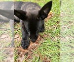 Small #7 Belgian Malinois