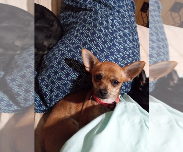 Medium Photo #1 Chihuahua Puppy For Sale in SHALLOTTE, NC, USA