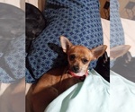 Small Photo #1 Chihuahua Puppy For Sale in SHALLOTTE, NC, USA